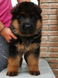 Pastore tedesco cuccioli - allevamento ENCI