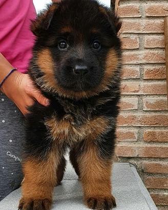 Pastore tedesco cuccioli - allevamento ENCI