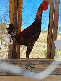 galli e galline