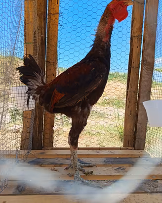 galli e galline