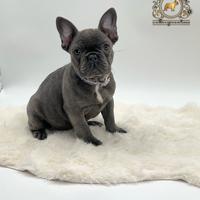 Dolcissima Bulldog Francese Total Blu