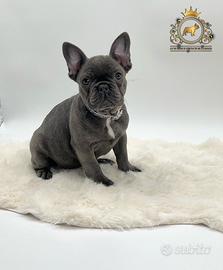 Dolcissima Bulldog Francese Total Blu