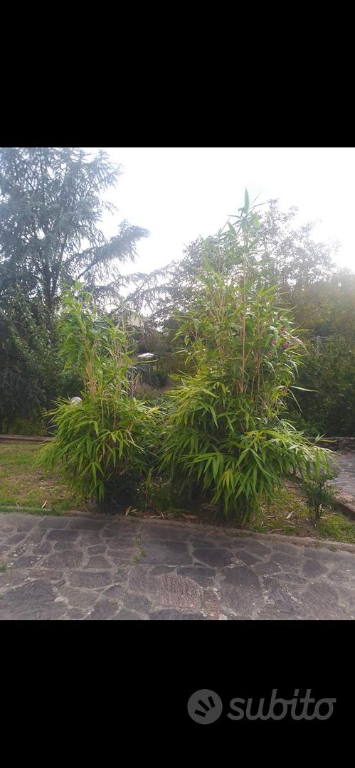 Canne di bambu - Giardino e Fai da te In vendita a Firenze