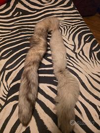 Code di volpe argentata 