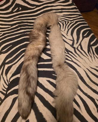 Code di volpe argentata 