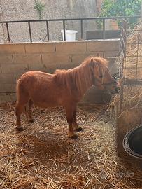 Miny pony Falabella