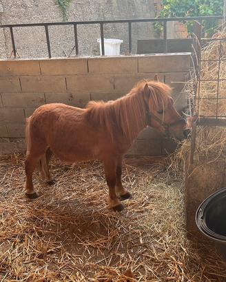 Miny pony Falabella