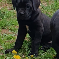 Cuccioli cane corso lonato del garda