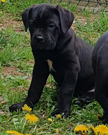 Cuccioli cane corso lonato del garda