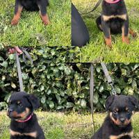 Cucciola rottweiler