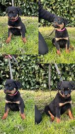 Cucciola rottweiler
