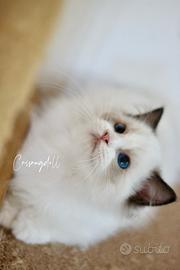 Ragdoll kitten