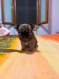 Cuccioli di chihuahua maschi