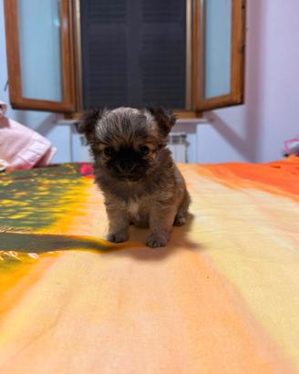Cuccioli di chihuahua maschi