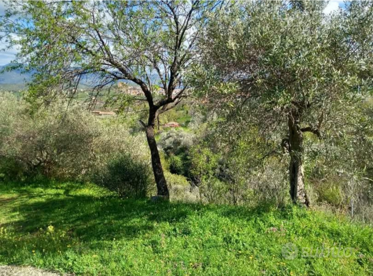 Terreno con rustico a Castelbuono - Vista 4