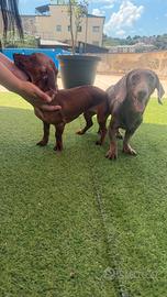 Cuccioli di bassotto kaninchen