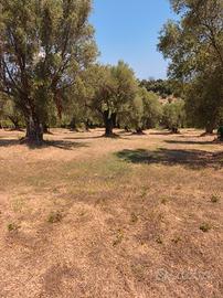 terreno agricolo 