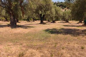terreno agricolo 
