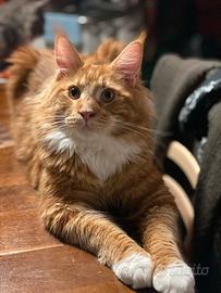 Maine Coon adulti