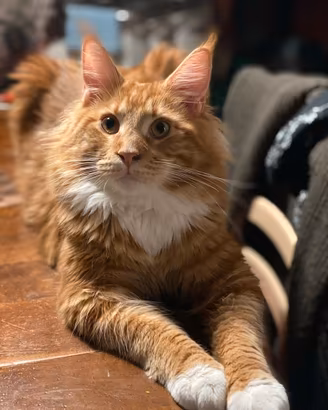 Maine Coon adulti