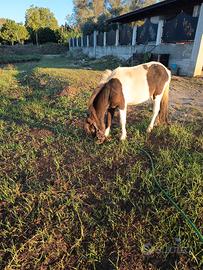 Pony