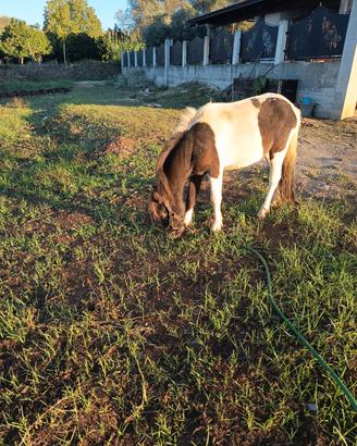 Pony