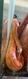 Serpente del grano