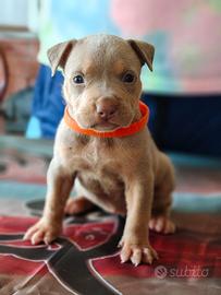 Pitbull