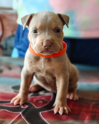 Pitbull