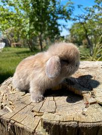 Coniglio ariete mini lop super selezione