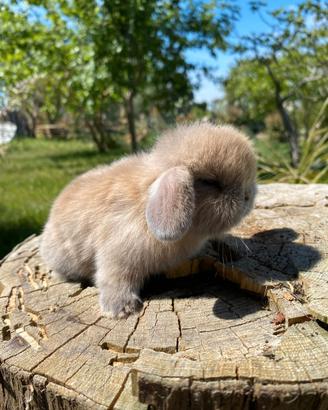 Coniglio ariete mini lop super selezione