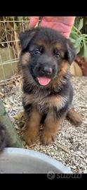 Cuccioli di Pastore Tedesco