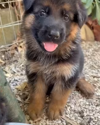 Cuccioli di Pastore Tedesco