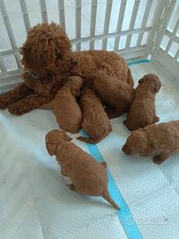 Barboncino Toy maschi