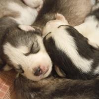 Siberian husky