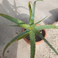 Vaso con pianta grassa (ALOE).