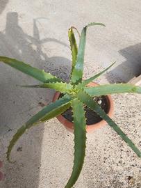 Vaso con pianta grassa (ALOE).