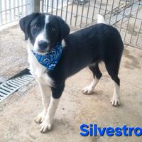 Silvestro cucciolo simil border