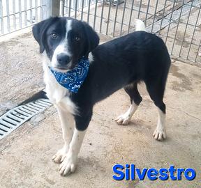 Silvestro cucciolo simil border