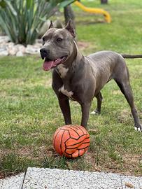 Pit bull blu Nose