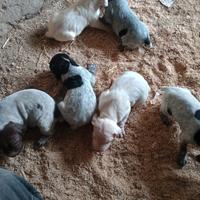 Cuccioli Bracco Poenter