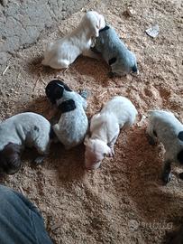 Cuccioli Bracco Poenter