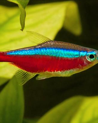 Pesci Cardinali acquario(paracheirodon axelrodi)