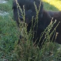 Pastore australiano blue merle e black bicolor