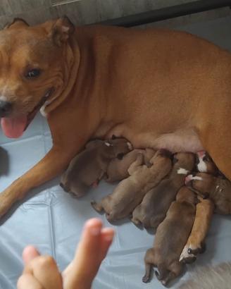 staffordshire bull terrier 