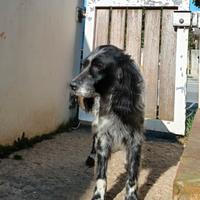 Setter Inglese