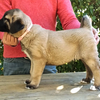 Cuccioli Kangal con PEDIGREE