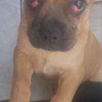 Cane di piccola taglia cucciolo