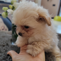 Micro Maltipoo di 2 mesi crema