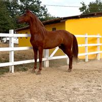 Cavallo pre andaluso